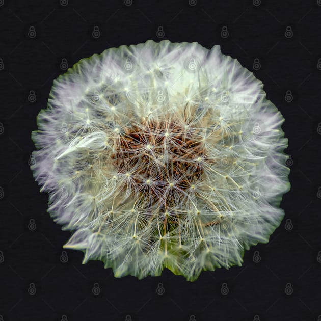 Dandelion Clock by dalyndigaital2@gmail.com